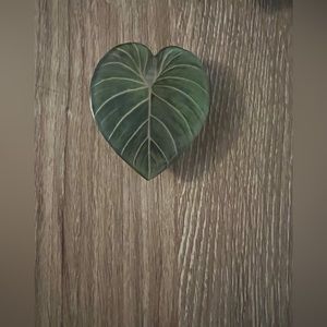 New Philodendron gloriosum pop socket